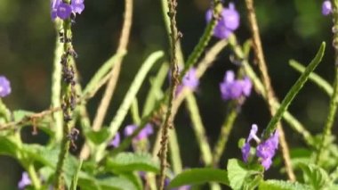 Güzel kral kelebeği sarı çiçekler ve gün ışığında çayırların üzerinde uçuyor. Beslendikten sonra pembe çiçekten uçan siyah ve turuncu kelebek. Kral kelebeği kırmızı çiçeklerle besleniyor, makroyu kapat. Sarı çiçeklerdeki kelebek.