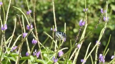 Güzel kral kelebeği sarı çiçekler ve gün ışığında çayırların üzerinde uçuyor. Beslendikten sonra pembe çiçekten uçan siyah ve turuncu kelebek. Kral kelebeği kırmızı çiçeklerle besleniyor, makroyu kapat. Sarı çiçeklerdeki kelebek.