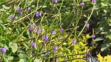 Güzel kral kelebeği sarı çiçekler ve gün ışığında çayırların üzerinde uçuyor. Beslendikten sonra pembe çiçekten uçan siyah ve turuncu kelebek. Kral kelebeği kırmızı çiçeklerle besleniyor, makroyu kapat. Sarı çiçeklerdeki kelebek.