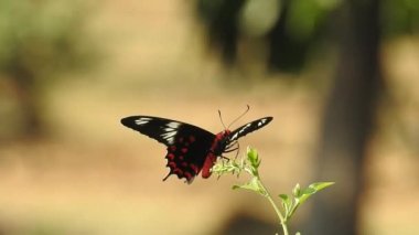 Güzel kral kelebeği sarı çiçekler ve gün ışığında çayırların üzerinde uçuyor. Beslendikten sonra pembe çiçekten uçan siyah ve turuncu kelebek. Kral kelebeği kırmızı çiçeklerle besleniyor, makroyu kapat. Sarı çiçeklerdeki kelebek.