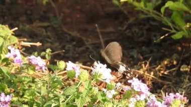 Güzel kral kelebeği sarı çiçekler ve gün ışığında çayırların üzerinde uçuyor. Beslendikten sonra pembe çiçekten uçan siyah ve turuncu kelebek. Kral kelebeği kırmızı çiçeklerle besleniyor, makroyu kapat. Sarı çiçeklerdeki kelebek.