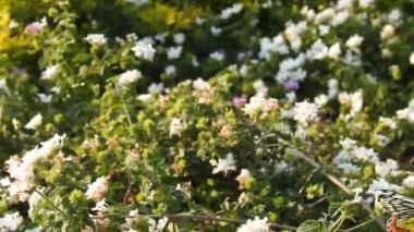 Güzel kral kelebeği sarı çiçekler ve gün ışığında çayırların üzerinde uçuyor. Beslendikten sonra pembe çiçekten uçan siyah ve turuncu kelebek. Kral kelebeği kırmızı çiçeklerle besleniyor, makroyu kapat. Sarı çiçeklerdeki kelebek.