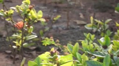 Güzel kral kelebeği sarı çiçekler ve gün ışığında çayırların üzerinde uçuyor. Beslendikten sonra pembe çiçekten uçan siyah ve turuncu kelebek. Kral kelebeği kırmızı çiçeklerle besleniyor, makroyu kapat. Sarı çiçeklerdeki kelebek.