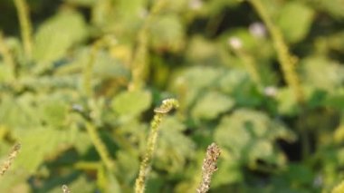 Güzel kral kelebeği sarı çiçekler ve gün ışığında çayırların üzerinde uçuyor. Beslendikten sonra pembe çiçekten uçan siyah ve turuncu kelebek. Kral kelebeği kırmızı çiçeklerle besleniyor, makroyu kapat. Sarı çiçeklerdeki kelebek.