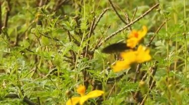 Papatya çiçeğinin kanatlarını açan güzel mavi ipek morpho kelebeğinin yavaş hareketi. Bahçedeki güneşli bir sabahta çiçek sapına parketmiş kral kelebeği. Kelebek uçuşu konsepti. Yavaş çekim kelebeği gündüz vakti beyaz çiçeği yakalıyor.