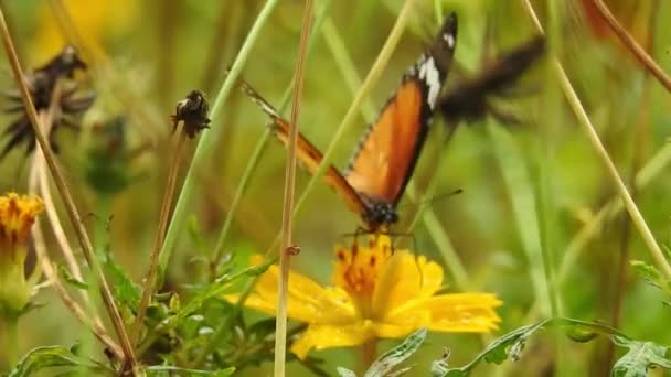 Медленное Движение Красивой Синей Шелковой Морфо Бабочки Открывая Крылья Ромашки — стоковое видео