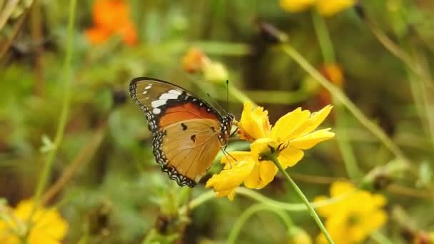 Αργή Κίνηση Όμορφη Μπλε Μεταξωτή Πεταλούδα Που Ανοίγει Φτερά Στο — Αρχείο Βίντεο
