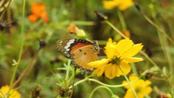 Медленное Движение Красивой Синей Шелковой Морфо Бабочки Открывая Крылья Ромашки — стоковое видео