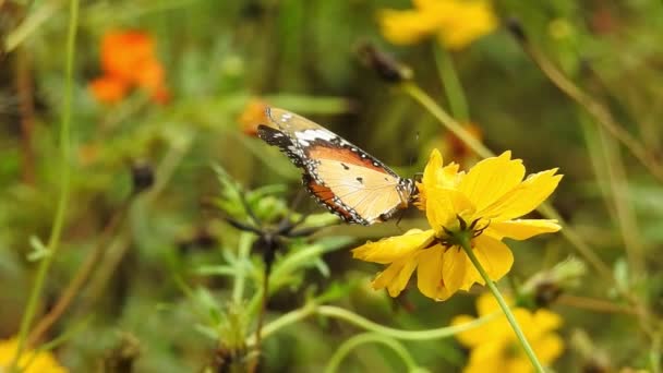 Zeitlupe Schöne Blaue Seide Morpho Schmetterling Öffnen Flügel Auf Gänseblümchen — Stockvideo