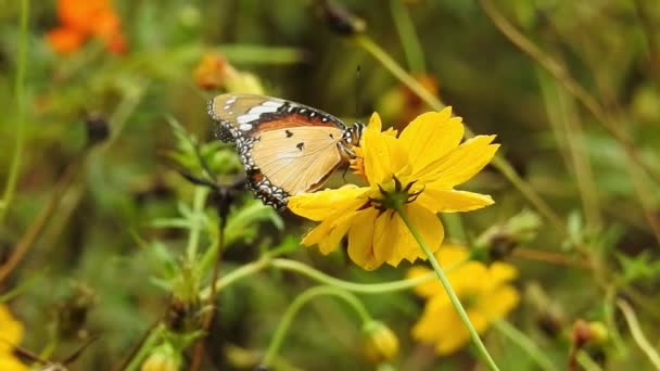 缓慢运动美丽的蓝丝蝴蝶张开翅膀在雏菊上 蝴蝶飞行的概念 在白天 慢动作蝴蝶在捕捉白花 这只蝴蝶是美丽的橙色黑色翅膀 新鲜而美丽的绿色 — 图库视频影像