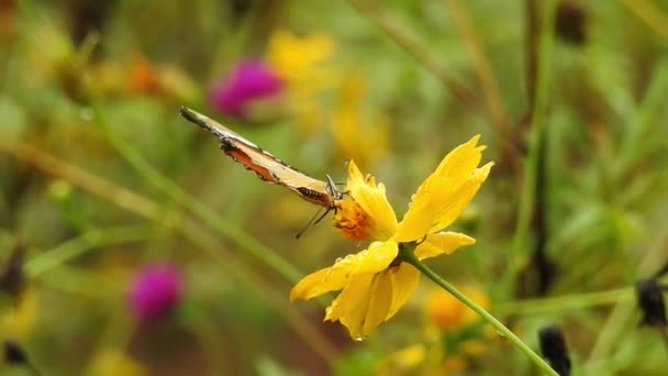 천천히 움직이는 아름다운 나비가 데이지 위에서 날개를 펼치고 있습니다 나비날으는 — 비디오