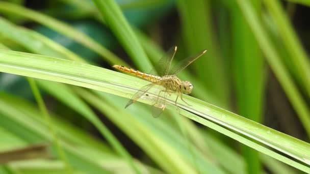 蜻蜓栖息在一朵黄色的花上 小蜻蜓在绿色的藤蔓上筑巢 蓝色蜻蜓在草地上的花朵上 大眼睛的特写蜻蜓栖息在田野植物的白花上 自然模糊的绿色背景 — 图库视频影像