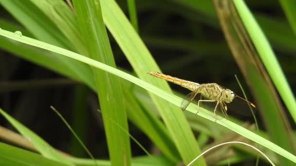 蜻蜓栖息在一朵黄色的花上 小蜻蜓在绿色的藤蔓上筑巢 蓝色蜻蜓在草地上的花朵上 大眼睛的特写蜻蜓栖息在田野植物的白花上 自然模糊的绿色背景 — 图库视频影像