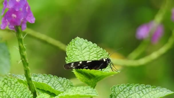 Krásný Motýl Monarcha Vznáší Nad Žlutými Květy Travnatými Porosty Slunci — Stock video