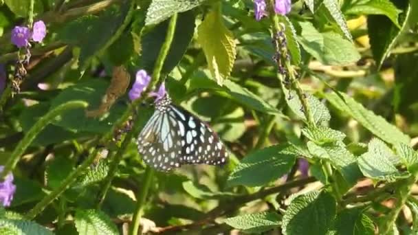 Frumosul Fluture Monarh Zboară Deasupra Florilor Galbene Pășunilor Soare Fluture — Videoclip de stoc