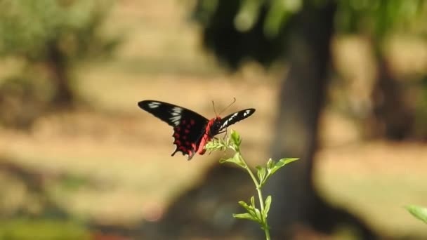 Красивая Бабочка Монарх Летит Над Жёлтыми Цветами Лугами Солнце Черная — стоковое видео