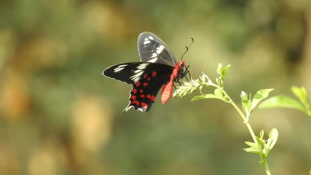 Bella Farfalla Monarca Sta Volando Sopra Fiori Gialli Praterie Sotto — Video Stock