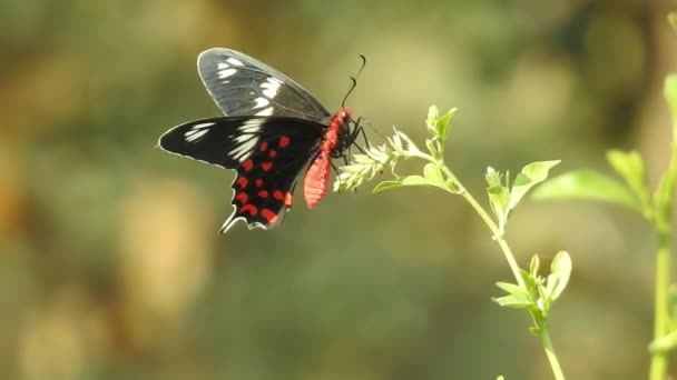 Piękny Monarcha Motyl Lata Nad Żółtymi Kwiatami Pastwiskami Słońcu Czarno — Wideo stockowe