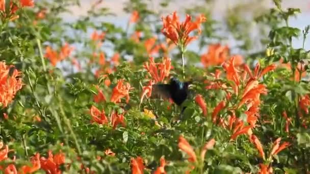 Schöne Monarchfalter Fliegen Über Gelben Blumen Und Grasland Der Sonne — Stockvideo