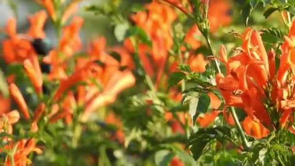 Prachtige Monarchvlinder Vliegt Boven Gele Bloemen Grasland Zon Zwarte Oranje — Stockvideo