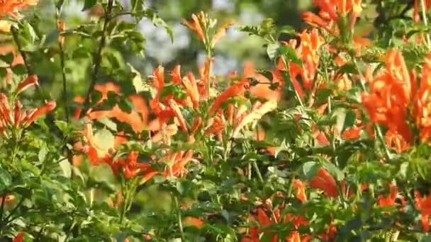 Hermosa Mariposa Monarca Está Volando Por Encima Las Flores Amarillas — Vídeos de Stock