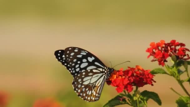 Piękny Monarcha Motyl Lata Nad Żółtymi Kwiatami Pastwiskami Słońcu Czarno — Wideo stockowe