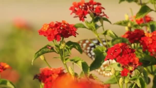 美丽的帝王蝴蝶在黄色的花朵和草原上 在阳光下飞翔 黑色和橙色蝴蝶觅食后从粉红的花朵上飞走 帝王蝶以红花为食 宏观收尾 蝴蝶缀在黄色的花朵上 — 图库视频影像