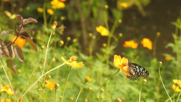 Beautiful Monarch Butterfly Flying Yellow Flowers Grassland Sunshine Black Orange — Stock Video