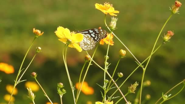 Beautiful Monarch Butterfly Flying Yellow Flowers Grassland Sunshine Black Orange — Stock Video