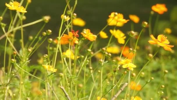 Όμορφη Πεταλούδα Μονάρχη Πετά Πάνω Από Κίτρινα Λουλούδια Και Λιβάδια — Αρχείο Βίντεο