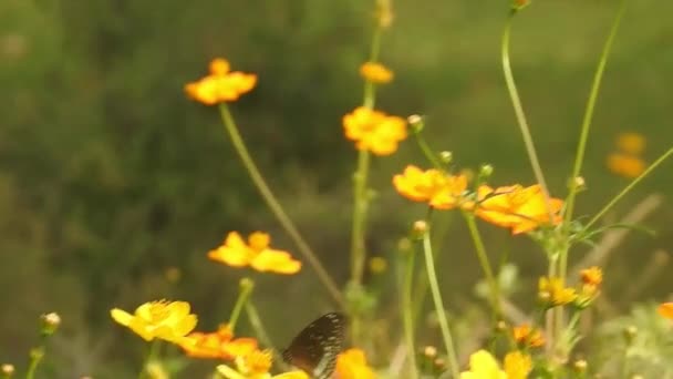 Красивая Бабочка Монарх Летит Над Жёлтыми Цветами Лугами Солнце Черная — стоковое видео