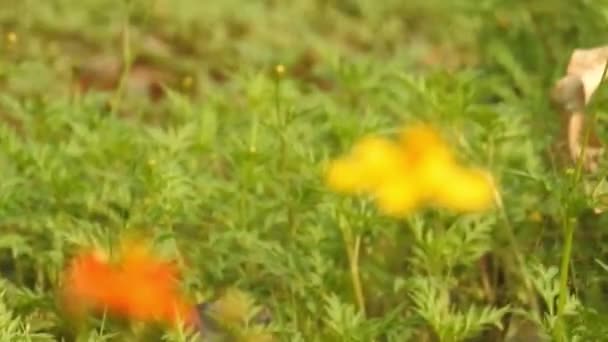 美しい君主蝶は太陽の下で黄色の花や草原の上を飛んでいる 餌をやるとピンク色の花から黒い蝶とオレンジ色の蝶が飛んでいきます 赤い花にモナーク蝶の餌 マクロを閉じます 黄色い花の蝶 — ストック動画