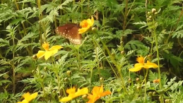 美丽的蓝丝蝴蝶在一朵雏菊上张开翅膀 动作缓慢 在阳光明媚的早晨 帝王蝶停在花园的花茎上 蝴蝶飞行的概念 白花白花白蝴蝶白花白花白花 — 图库视频影像