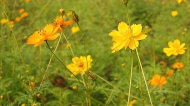 Papatya çiçeğinin kanatlarını açan güzel mavi ipek morpho kelebeğinin yavaş hareketi. Bahçedeki güneşli bir sabahta çiçek sapına parketmiş kral kelebeği. Kelebek uçuşu konsepti. Yavaş çekim kelebeği gündüz vakti beyaz çiçeği yakalıyor.