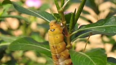 Büyük tırtıl bulanık arka planda yeşil bir izin yer, tırtıl ağaçtan ayrılır. Küçük yeşil tırtıl, krisodeks, soya fasulyesi. Noctuidae makro gözleri, yakın plan, arka plan, hayvan, dal, domates, tütün, bahar,