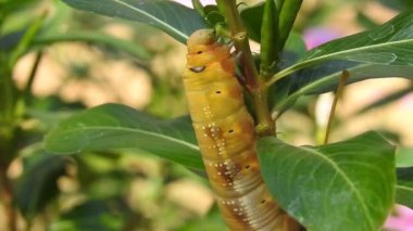 Büyük tırtıl bulanık arka planda yeşil bir izin yer, tırtıl ağaçtan ayrılır. Küçük yeşil tırtıl, krisodeks, soya fasulyesi. Noctuidae makro gözleri, yakın plan, arka plan, hayvan, dal, domates, tütün, bahar,