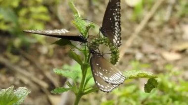 Papatya çiçeğinin kanatlarını açan güzel mavi ipek morpho kelebeğinin yavaş hareketi. Bahçedeki güneşli bir sabahta çiçek sapına parketmiş kral kelebeği. Kelebek uçuşu konsepti. Yavaş çekim kelebeği gündüz vakti beyaz çiçeği yakalıyor.