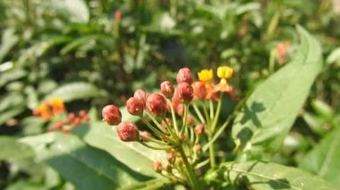 Papatya çiçeğinin kanatlarını açan güzel mavi ipek morpho kelebeğinin yavaş hareketi. Bahçedeki güneşli bir sabahta çiçek sapına parketmiş kral kelebeği. Kelebek uçuşu konsepti. Yavaş çekim kelebeği gündüz vakti beyaz çiçeği yakalıyor.