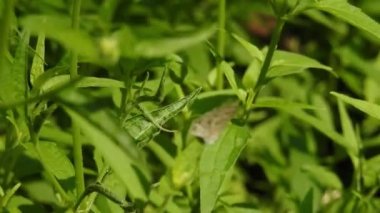 Papatya çiçeğinin kanatlarını açan güzel mavi ipek morpho kelebeğinin yavaş hareketi. Bahçedeki güneşli bir sabahta çiçek sapına parketmiş kral kelebeği. Kelebek uçuşu konsepti. Yavaş çekim kelebeği gündüz vakti beyaz çiçeği yakalıyor.