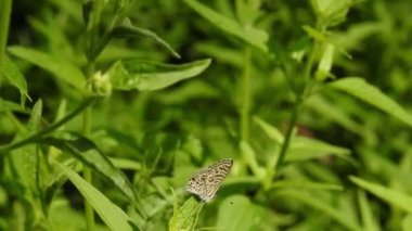 Papatya çiçeğinin kanatlarını açan güzel mavi ipek morpho kelebeğinin yavaş hareketi. Bahçedeki güneşli bir sabahta çiçek sapına parketmiş kral kelebeği. Kelebek uçuşu konsepti. Yavaş çekim kelebeği gündüz vakti beyaz çiçeği yakalıyor.