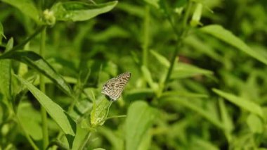Papatya çiçeğinin kanatlarını açan güzel mavi ipek morpho kelebeğinin yavaş hareketi. Bahçedeki güneşli bir sabahta çiçek sapına parketmiş kral kelebeği. Kelebek uçuşu konsepti. Yavaş çekim kelebeği gündüz vakti beyaz çiçeği yakalıyor.