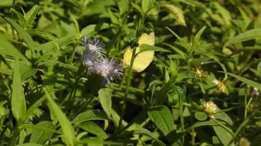 Papatya çiçeğinin kanatlarını açan güzel mavi ipek morpho kelebeğinin yavaş hareketi. Bahçedeki güneşli bir sabahta çiçek sapına parketmiş kral kelebeği. Kelebek uçuşu konsepti. Yavaş çekim kelebeği gündüz vakti beyaz çiçeği yakalıyor.