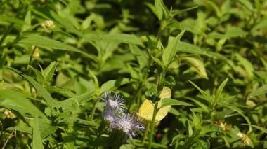 Papatya çiçeğinin kanatlarını açan güzel mavi ipek morpho kelebeğinin yavaş hareketi. Bahçedeki güneşli bir sabahta çiçek sapına parketmiş kral kelebeği. Kelebek uçuşu konsepti. Yavaş çekim kelebeği gündüz vakti beyaz çiçeği yakalıyor.