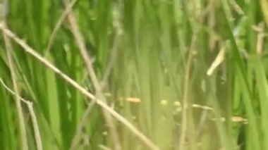 Papatya çiçeğinin kanatlarını açan güzel mavi ipek morpho kelebeğinin yavaş hareketi. Bahçedeki güneşli bir sabahta çiçek sapına parketmiş kral kelebeği. Kelebek uçuşu konsepti. Yavaş çekim kelebeği gündüz vakti beyaz çiçeği yakalıyor.