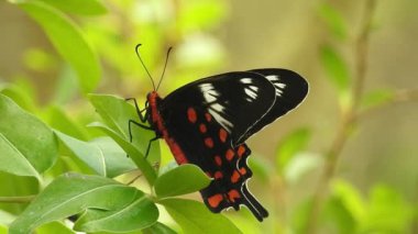 Papatya çiçeğinin kanatlarını açan güzel mavi ipek morpho kelebeğinin yavaş hareketi. Bahçedeki güneşli bir sabahta çiçek sapına parketmiş kral kelebeği. Kelebek uçuşu konsepti. Yavaş çekim kelebeği gündüz vakti beyaz çiçeği yakalıyor.