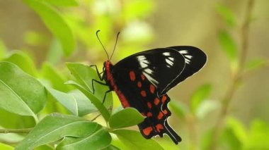 Papatya çiçeğinin kanatlarını açan güzel mavi ipek morpho kelebeğinin yavaş hareketi. Bahçedeki güneşli bir sabahta çiçek sapına parketmiş kral kelebeği. Kelebek uçuşu konsepti. Yavaş çekim kelebeği gündüz vakti beyaz çiçeği yakalıyor.