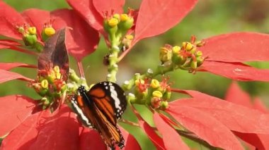 Papatya çiçeğinin kanatlarını açan güzel mavi ipek morpho kelebeğinin yavaş hareketi. Bahçedeki güneşli bir sabahta çiçek sapına parketmiş kral kelebeği. Kelebek uçuşu konsepti. Yavaş çekim kelebeği gündüz vakti beyaz çiçeği yakalıyor.