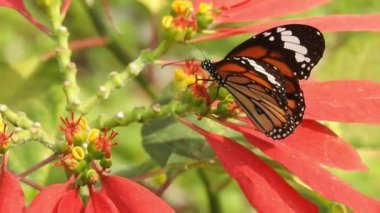 Papatya çiçeğinin kanatlarını açan güzel mavi ipek morpho kelebeğinin yavaş hareketi. Bahçedeki güneşli bir sabahta çiçek sapına parketmiş kral kelebeği. Kelebek uçuşu konsepti. Yavaş çekim kelebeği gündüz vakti beyaz çiçeği yakalıyor.