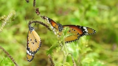 Güzel kral kelebeği sarı çiçekler ve gün ışığında çayırların üzerinde uçuyor. Tropikal egzotik kral kelebeği kırmızı çiçeklerle besleniyor. Bahar cenneti, yemyeşil doğal arka plan. Kral Kelebeği Sürü Dansı, 