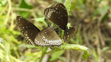 Güzel kral kelebeği sarı çiçekler ve gün ışığında çayırların üzerinde uçuyor. Tropikal egzotik kral kelebeği kırmızı çiçeklerle besleniyor. Bahar cenneti, yemyeşil doğal arka plan. Kral Kelebeği Sürü Dansı, 
